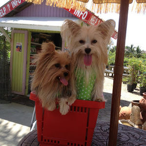 Meet your Posher, Carlos